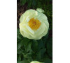 Півонія Lemon Chiffon